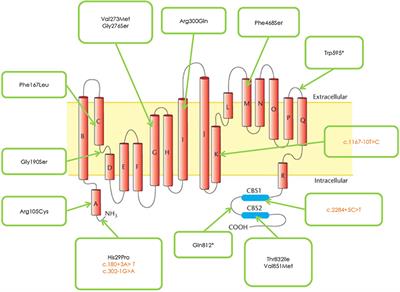 CLCN1 Molecular Characterization in 19 South-Italian Patients With Dominant and Recessive Type of Myotonia Congenita